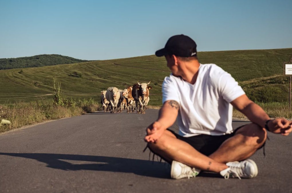 A man sits on a country road, watching a herd of cattle approach under a clear sky.